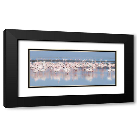 Namibia, Walvis Bay Group of greater flamingos Black Modern Wood Framed Art Print with Double Matting by Young, Bill