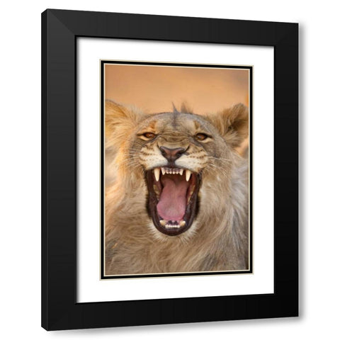 Africa, Namibia Male lion growling Black Modern Wood Framed Art Print with Double Matting by Zuckerman, Jim