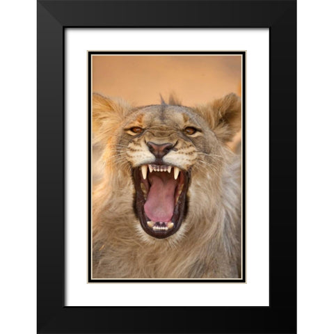 Africa, Namibia Male lion growling Black Modern Wood Framed Art Print with Double Matting by Zuckerman, Jim