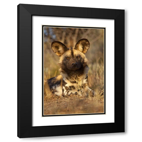 Africa, Namibia Wild dog resting Black Modern Wood Framed Art Print with Double Matting by Zuckerman, Jim