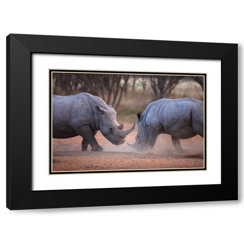 Africa, Namibia White rhinos fighting Black Modern Wood Framed Art Print with Double Matting by Zuckerman, Jim