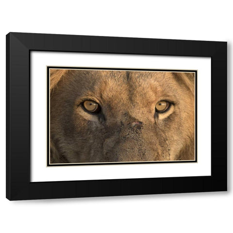 Africa, Namibia Male lion, Namibia Black Modern Wood Framed Art Print with Double Matting by Zuckerman, Jim
