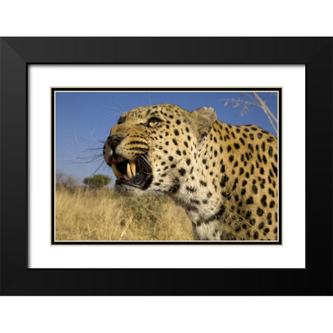 Africa, Namibia Leopard snarling Black Modern Wood Framed Art Print with Double Matting by Zuckerman, Jim