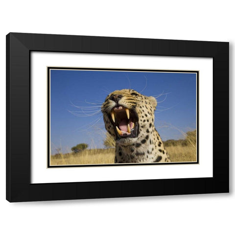 Africa, Namibia Leopard snarling Black Modern Wood Framed Art Print with Double Matting by Zuckerman, Jim