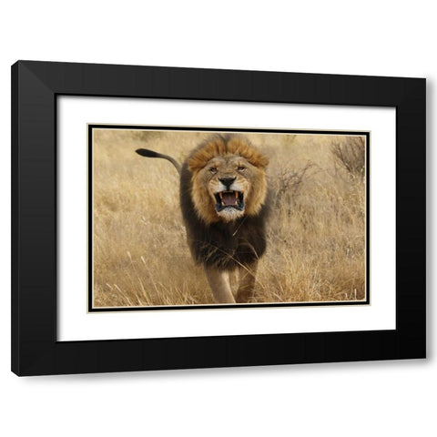 Africa, Namibia Aggressive male lion Black Modern Wood Framed Art Print with Double Matting by Zuckerman, Jim