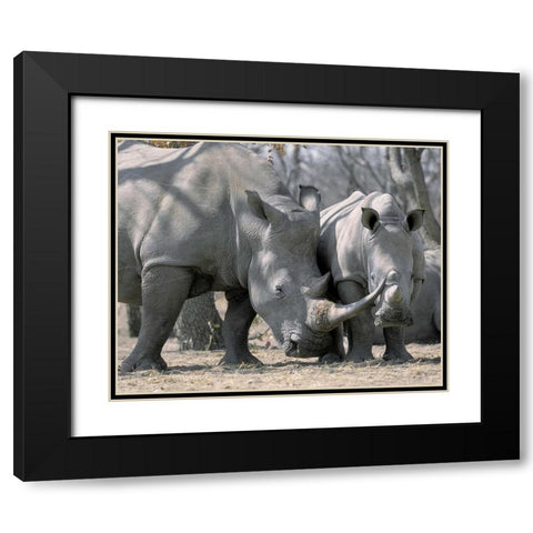 Africa, Namibia White rhino mother and calf Black Modern Wood Framed Art Print with Double Matting by Zuckerman, Jim