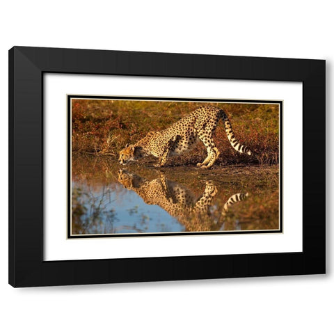 Namibia Adult cheetah drinking and reflecting in water Black Modern Wood Framed Art Print with Double Matting by Jaynes Gallery