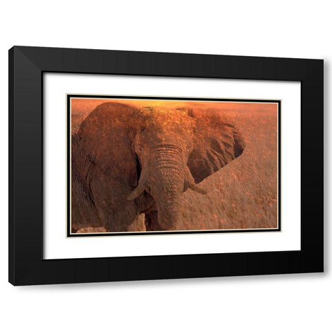 Africa-Namibia-Montage of elephant at sunrise Black Modern Wood Framed Art Print with Double Matting by Jaynes Gallery