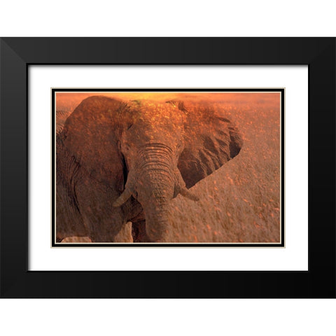 Africa-Namibia-Montage of elephant at sunrise Black Modern Wood Framed Art Print with Double Matting by Jaynes Gallery