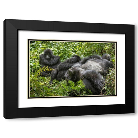 Africa-Rwanda-Volcanoes National Park-Mountain Gorillas resting in rainforest Black Modern Wood Framed Art Print with Double Matting by Souders, Paul