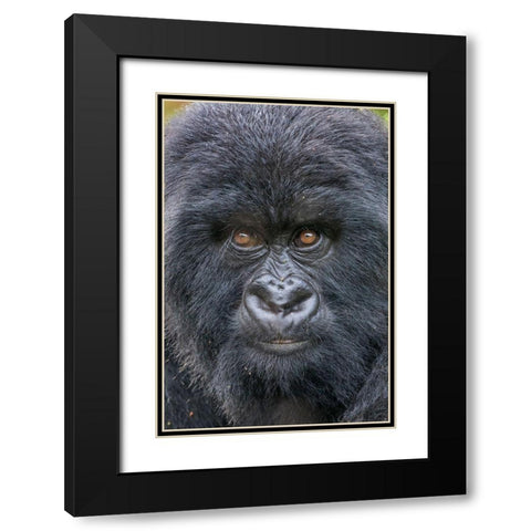 Africa-Rwanda-Volcanoes National Park-Close-up portrait of Mountain Gorilla while at rest Black Modern Wood Framed Art Print with Double Matting by Souders, Paul