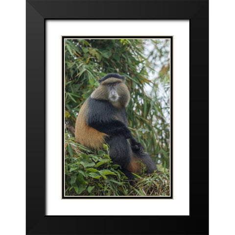 Africa-Rwanda-Volcanoes National Park-Golden Monkey in Virunga Mountains Black Modern Wood Framed Art Print with Double Matting by Souders, Paul