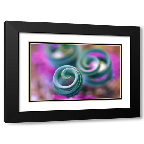 South Namaqualand, Curled lily leaves Black Modern Wood Framed Art Print with Double Matting by Rotenberg, Nancy