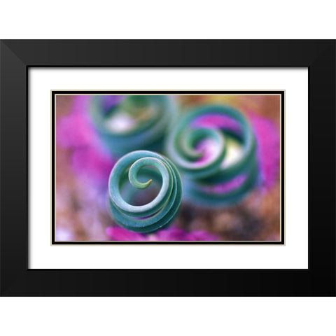 South Namaqualand, Curled lily leaves Black Modern Wood Framed Art Print with Double Matting by Rotenberg, Nancy