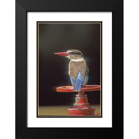 South Kruger NP Brown-hooded kingfisher on wheel Black Modern Wood Framed Art Print with Double Matting by Williams, Joanne