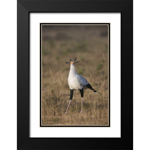 South Port Elizabeth A secretary bird portrait Black Modern Wood Framed Art Print with Double Matting by Anon, Josh