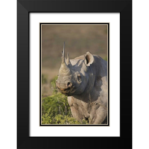 South Africa, Port Elizabeth, Black rhino grazing Black Modern Wood Framed Art Print with Double Matting by Anon, Josh