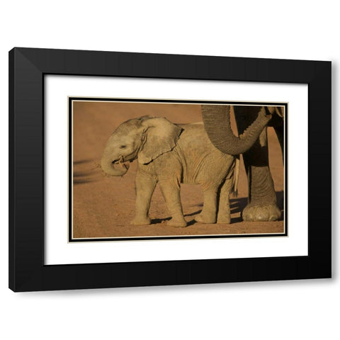 South Africa Baby elephant plays with a branch Black Modern Wood Framed Art Print with Double Matting by Anon, Josh