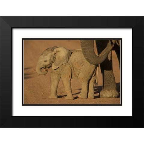 South Africa Baby elephant plays with a branch Black Modern Wood Framed Art Print with Double Matting by Anon, Josh
