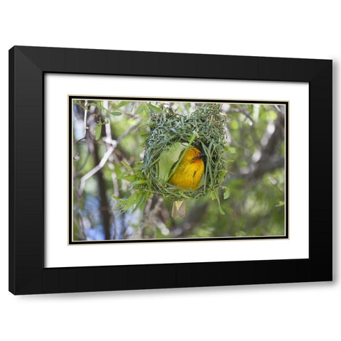 Slender-billed Weaver, Kamieskroon, South Africa Black Modern Wood Framed Art Print with Double Matting by Young, Bill