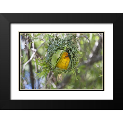Slender-billed Weaver, Kamieskroon, South Africa Black Modern Wood Framed Art Print with Double Matting by Young, Bill