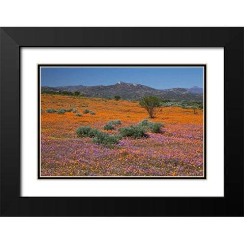 Orange purple blossoms, Namaqua NP, South Africa Black Modern Wood Framed Art Print with Double Matting by Young, Bill