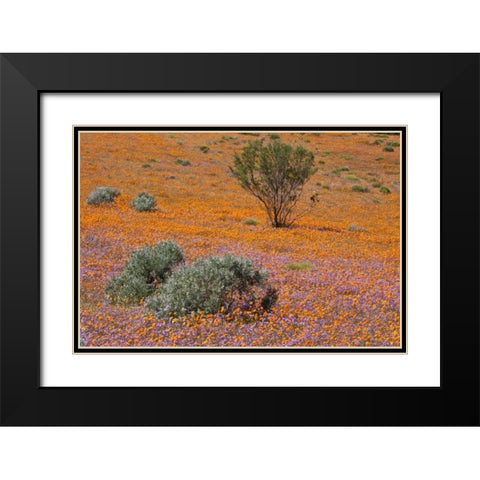 Blossoms in Namaqua NP, Namaqualand, South Africa Black Modern Wood Framed Art Print with Double Matting by Young, Bill