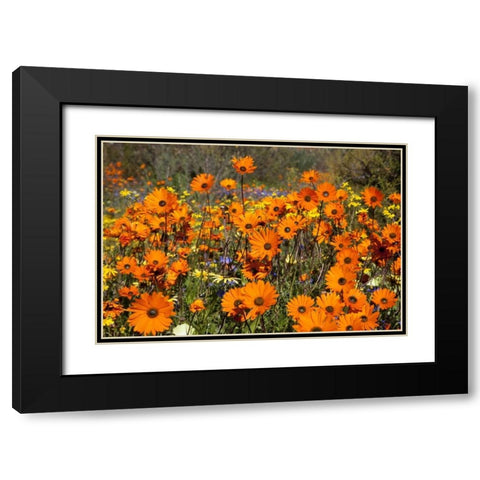 flowers in Namaqua NP, Namaqualand, South Africa Black Modern Wood Framed Art Print with Double Matting by Young, Bill
