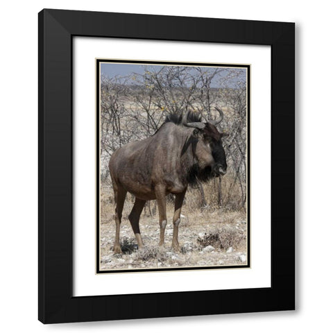 Solitary wildebeest, Etosha NP, Namibia Black Modern Wood Framed Art Print with Double Matting by Young, Bill