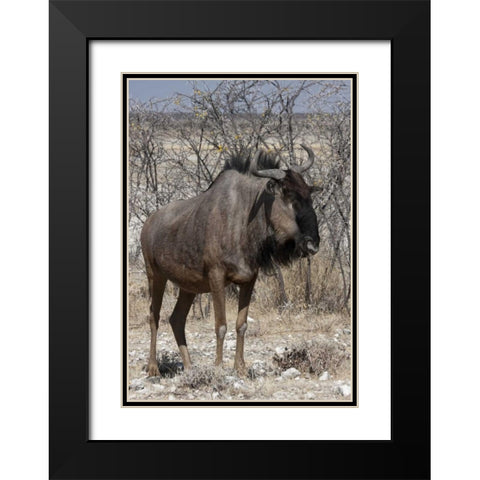 Solitary wildebeest, Etosha NP, Namibia Black Modern Wood Framed Art Print with Double Matting by Young, Bill