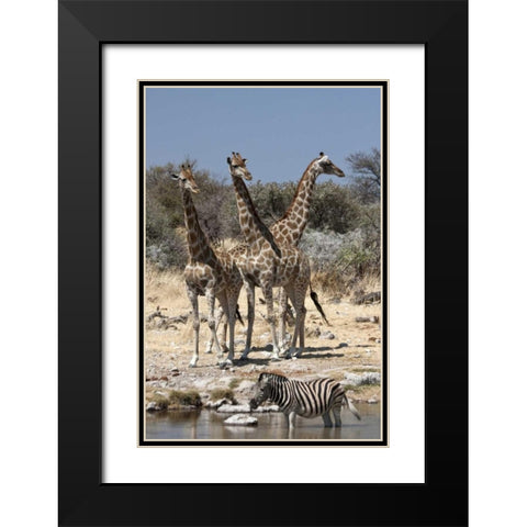 Giraffe and zebra at water, Etosha NP, Namibia Black Modern Wood Framed Art Print with Double Matting by Young, Bill