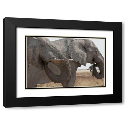 Two elephants eating plants, Etosha NP, Namibia Black Modern Wood Framed Art Print with Double Matting by Young, Bill