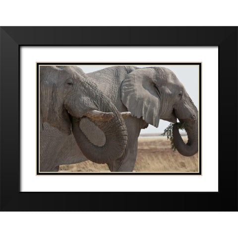 Two elephants eating plants, Etosha NP, Namibia Black Modern Wood Framed Art Print with Double Matting by Young, Bill