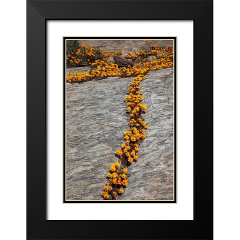South Namaqualand Flower blossoms among rocks Black Modern Wood Framed Art Print with Double Matting by Young, Bill