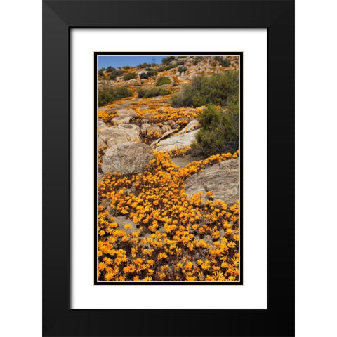 South Namaqualand Flower blossoms among rocks Black Modern Wood Framed Art Print with Double Matting by Young, Bill