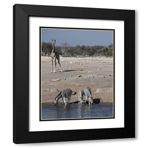 Namibia, Etosha NP Zebra and giraffe at Chudop Black Modern Wood Framed Art Print with Double Matting by Young, Bill