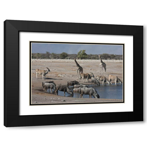 Namibia, Etosha NP  Animals at Chudop waterhole Black Modern Wood Framed Art Print with Double Matting by Young, Bill