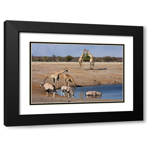 Namibia, Etosha NP Oryx and giraffe at Chudop Black Modern Wood Framed Art Print with Double Matting by Young, Bill