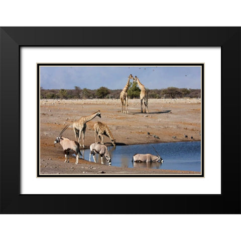 Namibia, Etosha NP Oryx and giraffe at Chudop Black Modern Wood Framed Art Print with Double Matting by Young, Bill