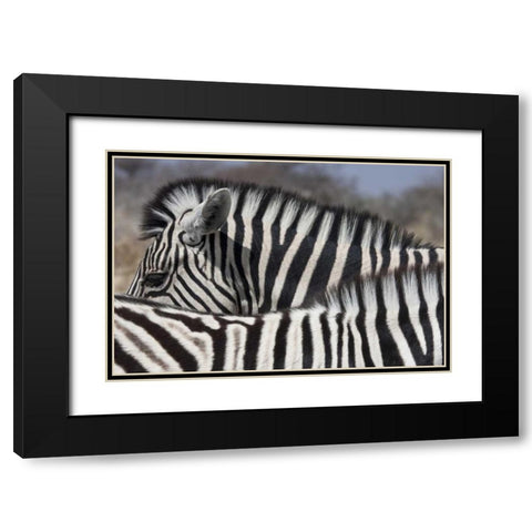 Namibia, Etosha NP Patterns formed by two zebras Black Modern Wood Framed Art Print with Double Matting by Young, Bill
