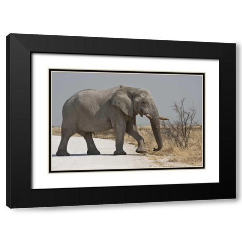 Namibia, Etosha NP Elephant crossing a road Black Modern Wood Framed Art Print with Double Matting by Young, Bill