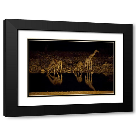 Namibia, Etosha NP Giraffe drinks at Okaukuejo Black Modern Wood Framed Art Print with Double Matting by Young, Bill