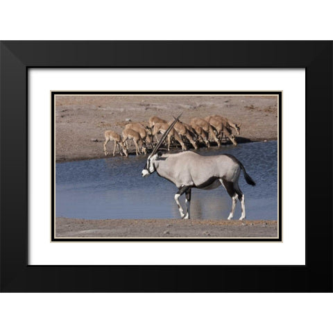 Namibia, Etosha NP Oryx and black-faced impala Black Modern Wood Framed Art Print with Double Matting by Young, Bill