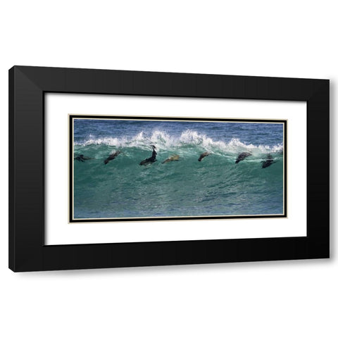 South Africa Seals surfing in waves Black Modern Wood Framed Art Print with Double Matting by Young, Bill