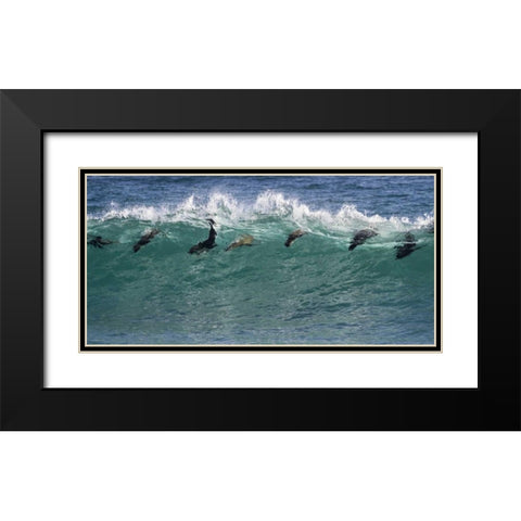 South Africa Seals surfing in waves Black Modern Wood Framed Art Print with Double Matting by Young, Bill