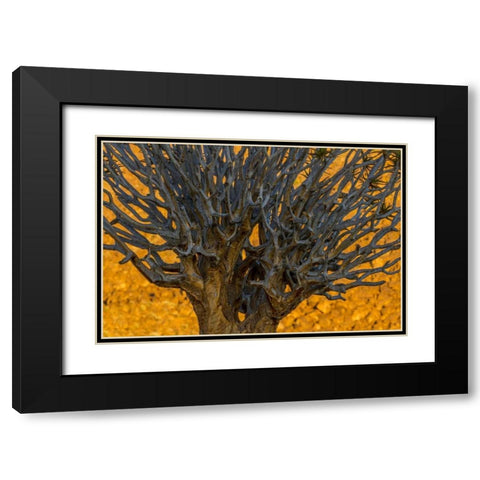 South Richtersveld NP Quiver tree Black Modern Wood Framed Art Print with Double Matting by Young, Bill
