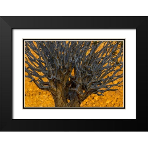 South Richtersveld NP Quiver tree Black Modern Wood Framed Art Print with Double Matting by Young, Bill
