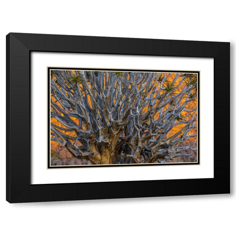 South Richtersveld NP Quiver tree Black Modern Wood Framed Art Print with Double Matting by Young, Bill