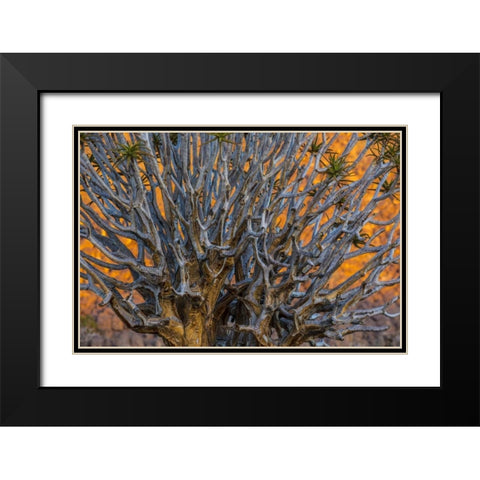 South Richtersveld NP Quiver tree Black Modern Wood Framed Art Print with Double Matting by Young, Bill