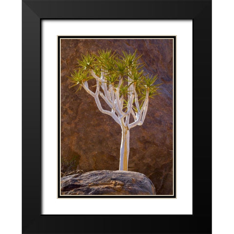 South Richtersveld NP Quiver tree and boulders Black Modern Wood Framed Art Print with Double Matting by Young, Bill